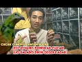 Download Lagu KIOS EDI JOVANIS BONGKAR CUCAK IJO BALADO BIKIN PENASARAN PENGUNJUNG 