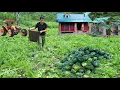 Lagu Harvesting melons and bell peppers after 6 months of planting and watering - Mountain gardening