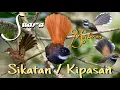 Download Lagu Suara pikat burung sikatan,kipasan,sulingan hutan