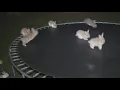 Download Lagu Viral “Bunnies on a Trampoline” Video Was AI — Here’s How It Fooled Everyone
