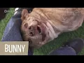The Waiting Tails Longstay Shelter Pets of El Paso Ep 3
