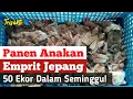 Lagu Panen 50 Ekor Anakan Perminggu |  Ternak Ngebut Model Kami