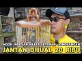 Download Lagu KEJAR SETORAN ASAL JADI DUIT || JONGKANGAN JANTAN DIJUAL 20 RIBU DI KIOS MANTO PASAR BURUNG PRAMUKA  MP3