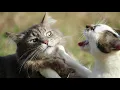 Cat fight sound effect