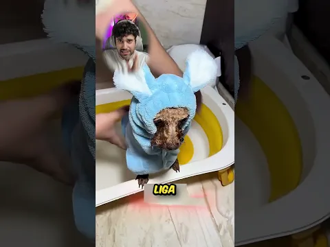 A cadelinha cacau