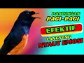 Download Lagu PANCINGAN PAGI-PAGI AGAR MURAI GACOR❗❗ MURAI DIAM PASTI NYAUT EMOSI❗❗❗