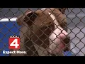 Warren animal control overwhelmed by overcrowding -