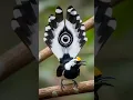 Download Lagu De meest unieke vogels ter wereld #feiten #dieren #wilde dieren
