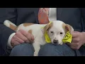 PAWS Chicago Pet of the Week Patch
