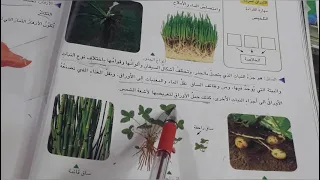 النباتات المركبه علوم الصف الرابع الابتدائي ص ٣٦ ست مريم 