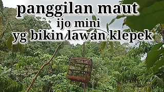 panggilan maut pikat burung cucak ijo mini pikatburung pikatburungcucakijo
