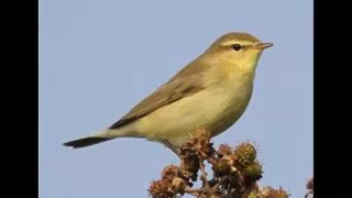 صوت شحيم جودا عاليه دندنها