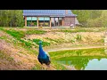 Download Lagu Жизнь в лесу. \