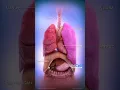 Download Lagu Anatomi Tubuh Manusia / Organ Tubuh Manusia / Miracle in Our Life / Jantung Hati Paru-paru Lambung