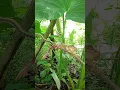 Download Lagu Suara Katak Saat Digigit Ular #animals #ular #vs #katak