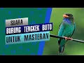 Download Lagu Suara Tembakan Tengkek Buto Speed Rapat Dengan Jeda Cocok Untuk Masteran