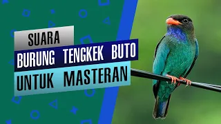 suara tembakan tengkek buto speed rapat dengan jeda cocok untuk masteran