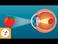 How Our Eyes Work - Senses for Kids