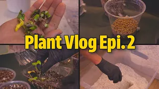 Silent Plant Vlog Ep.2 | How to Propagate Monstera Adansonii from Cuttings?