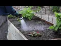 Using Rocky Point s Sugar Cane Mulch