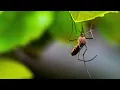 Mosquito Sound 1 hour