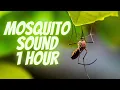 Download Lagu Mosquito Sound 1 hour