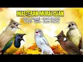 Masteran Murai Isian Kenari, Cungkok, Cililin, Cucak Jenggot, Kapas Tembak