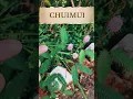 Download Lagu Mimosa pudica touch me not plant #trendingshorts #nature
