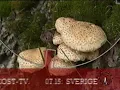 Download Lagu Go' Morgon Sverige