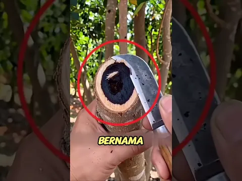 kenapa pohon ini harus tersakiti dulu baru bisa terjual mahal😱‼️