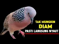 Download Lagu Suara Burung Tekukur Gacor Paling Ampuh Untuk Pikat