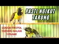 Download Lagu TERAPI SOGON KOLONI MERANGSANG SOGON MACET BUNYI LANGSUNG RESPON #sogon #sogokontong #terapisogon