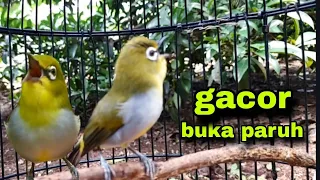 Download Suara Pleci Bustomi Gacor Ngalas Sambung Ngeriwik Mengajak Pleci Lain Ikut Gacor MP3