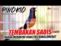 MASTERAN MURAI !! Murai Balak GACOR Isian mewah Tembabakan pedes | shama bird