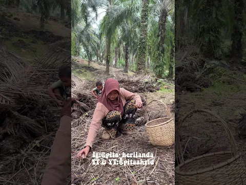 buaanyak banget jamurnya guys😍🍄 #pitaahrld #minivlog #jamursawit