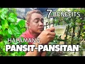 Download Lagu 7 BENEFITS \u0026 REASONS OF HAVING PANSIT-PANSITAN PLANTS | PEPEROMIA PELLUCIDA
