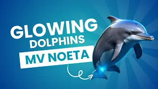 Glowing Dolphins!