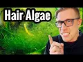 Get Rid of Green Hair Algae doing THIS