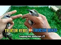 Bagus Mana Trucukan Kebo Atau Trucukan Lokal Terjawab‼️