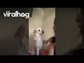 Download Lagu Dog Calms Woman Down || ViralHog