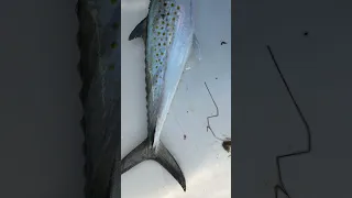 سمك الماكريل الإسباني سمك الملك الصغير  سمك الماكريل الإسباني سمك الملك الصغير