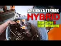 Lagu BISA-BISANYA MENCIPTAKAN BURUNG HYBRID INI - SILANGAN JALAK SUREN X JALAK HONGKONG - Bikin ngiler !!