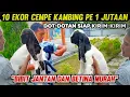 Lagu UPDATE HARGA BIBIT KAMBING PE KALIGESING CEMPE JANTAN \u0026 BETINA MURAH  TERBARU