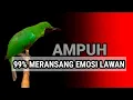 Lagu Ngeroll tembak Cucak Ijo Isian Mewah , Pancingan emosi Langsung Nyaut