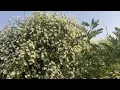 Montanoa atriplicifolia aka daisy vine blooming in Sialkot