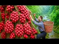 Download Lagu How to Harvest Rosy Bomb Fruit to sell - Cooking in the heart of nature 🌳🌲🌳 // Garden Answer
