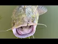 Using Cut Shad for BIG Flathead Catfish