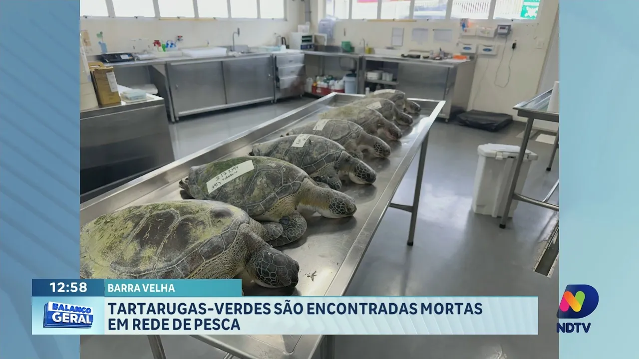 Pitbull é agredido e tartarugas são encontradas mortas em SC