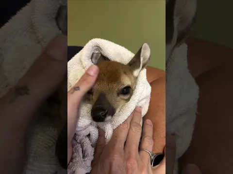 Baby fawn can live in the house?