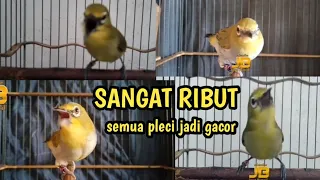 pancingan pleci ribut peci lain terpancing ribut gacor